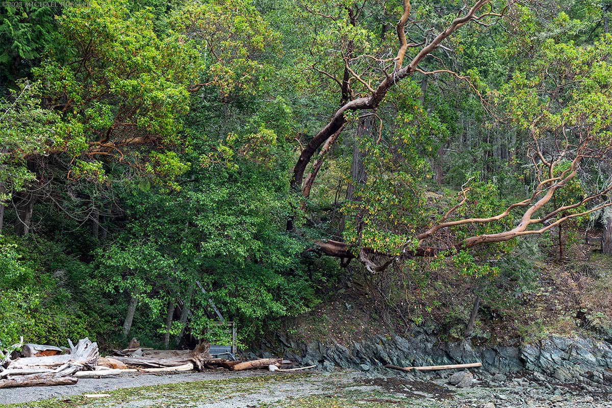 arbutus trees at grandmas bay at ruckle provincial park