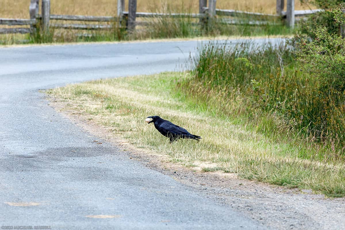 common raven stealing turkey egg at ruckle provincial park
