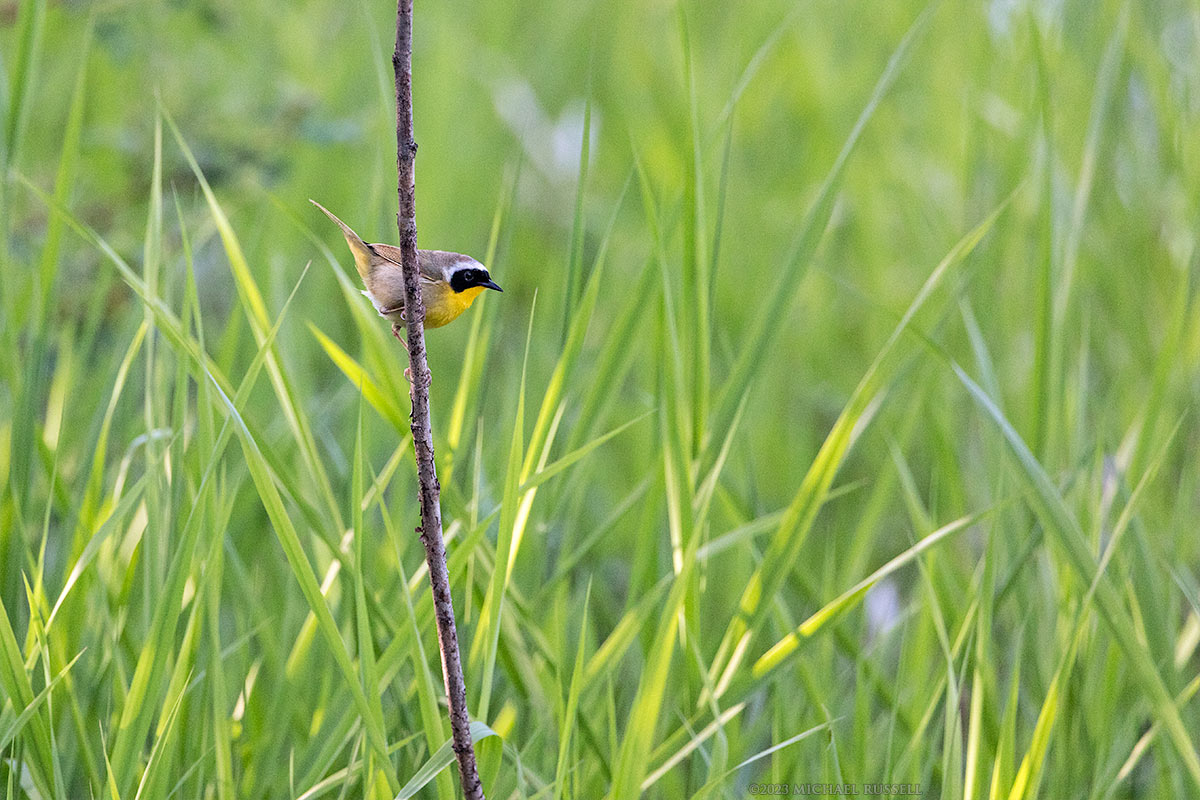 common yellothroat at silverdale creeek wetlands in mission british columbia