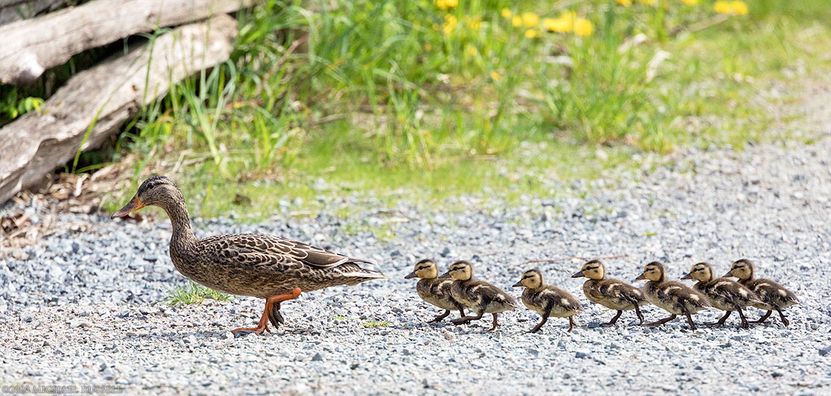mallard duck hen and ducklings walking across a trail
