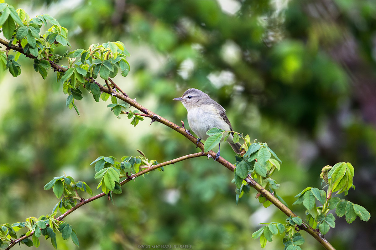 warbling vireo at silverdale creeek wetlands in mission british columbia