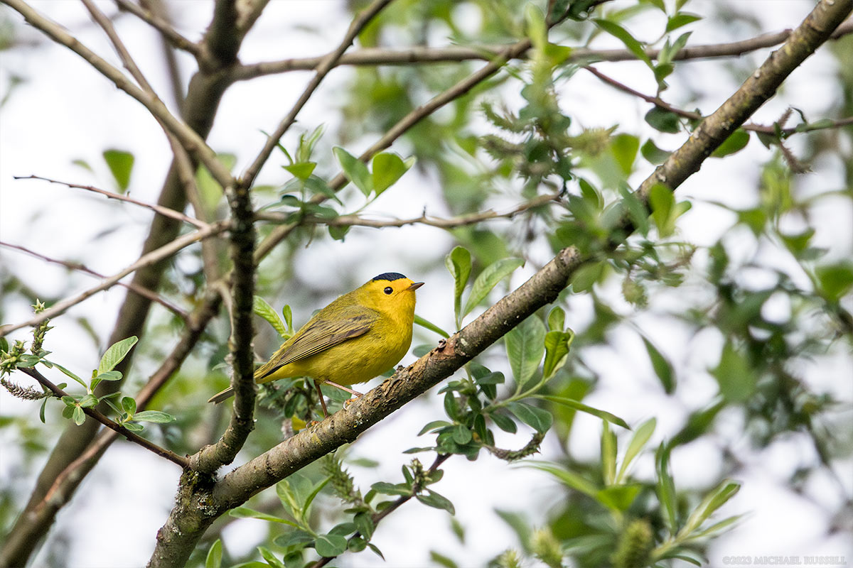 wilsons warbler at silverdale creeek wetlands