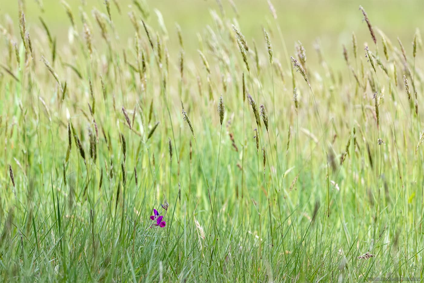 sea pea flower growing amidst grasses in a farm field