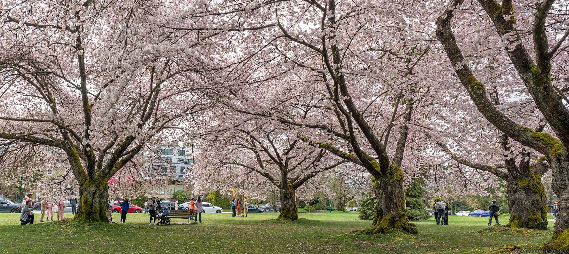 people gathering under the cherry blossom trees at queen elizabeth park in vancouver