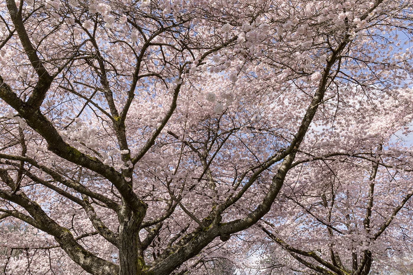 akebono cherry blossom trees blooming at queen elizabeth park