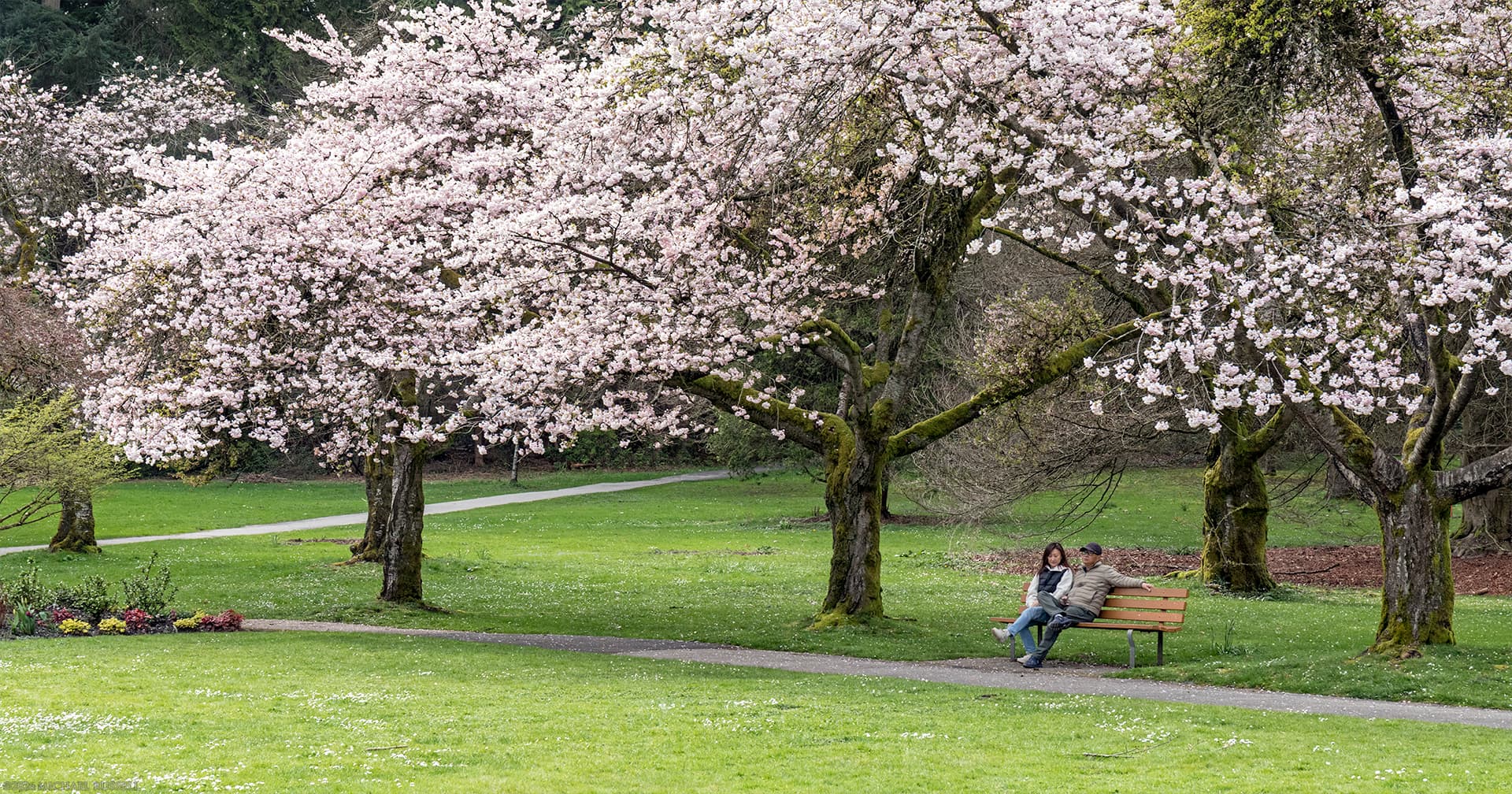 man and woman sitting on stanley park bench under cherry blossoms
