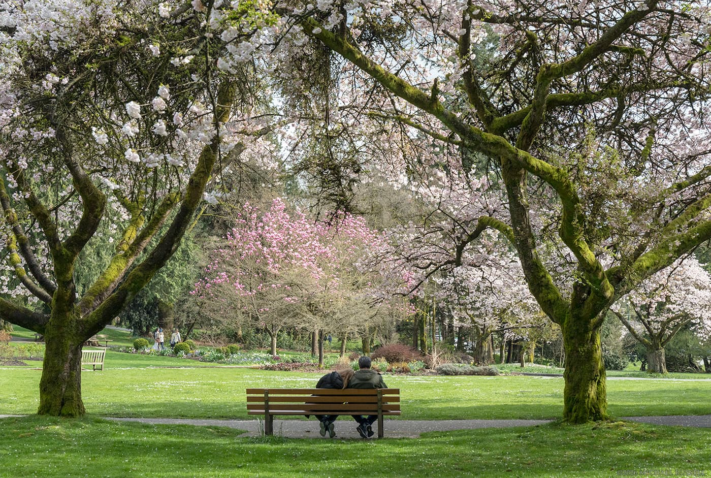 woman resting her head on mans shoulder while on a park bench under cherry blossoms in stanley park